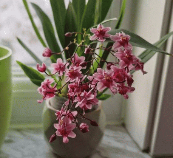 4 loại hoa có mùi thơm như nước xịt phòng, đặt trong nhà vừa sang vừa giúp thanh lọc không khí - Ảnh 1.