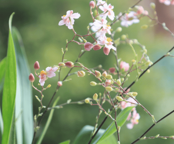 4 loại hoa có mùi thơm như nước xịt phòng, đặt trong nhà vừa sang vừa giúp thanh lọc không khí - Ảnh 2.