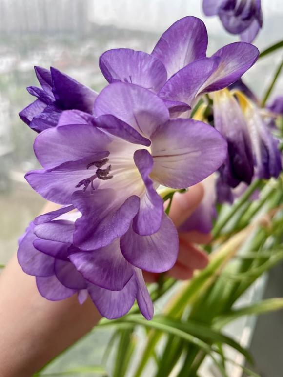 4 loại hoa có mùi thơm như nước xịt phòng, đặt trong nhà vừa sang vừa giúp thanh lọc không khí - Ảnh 3.