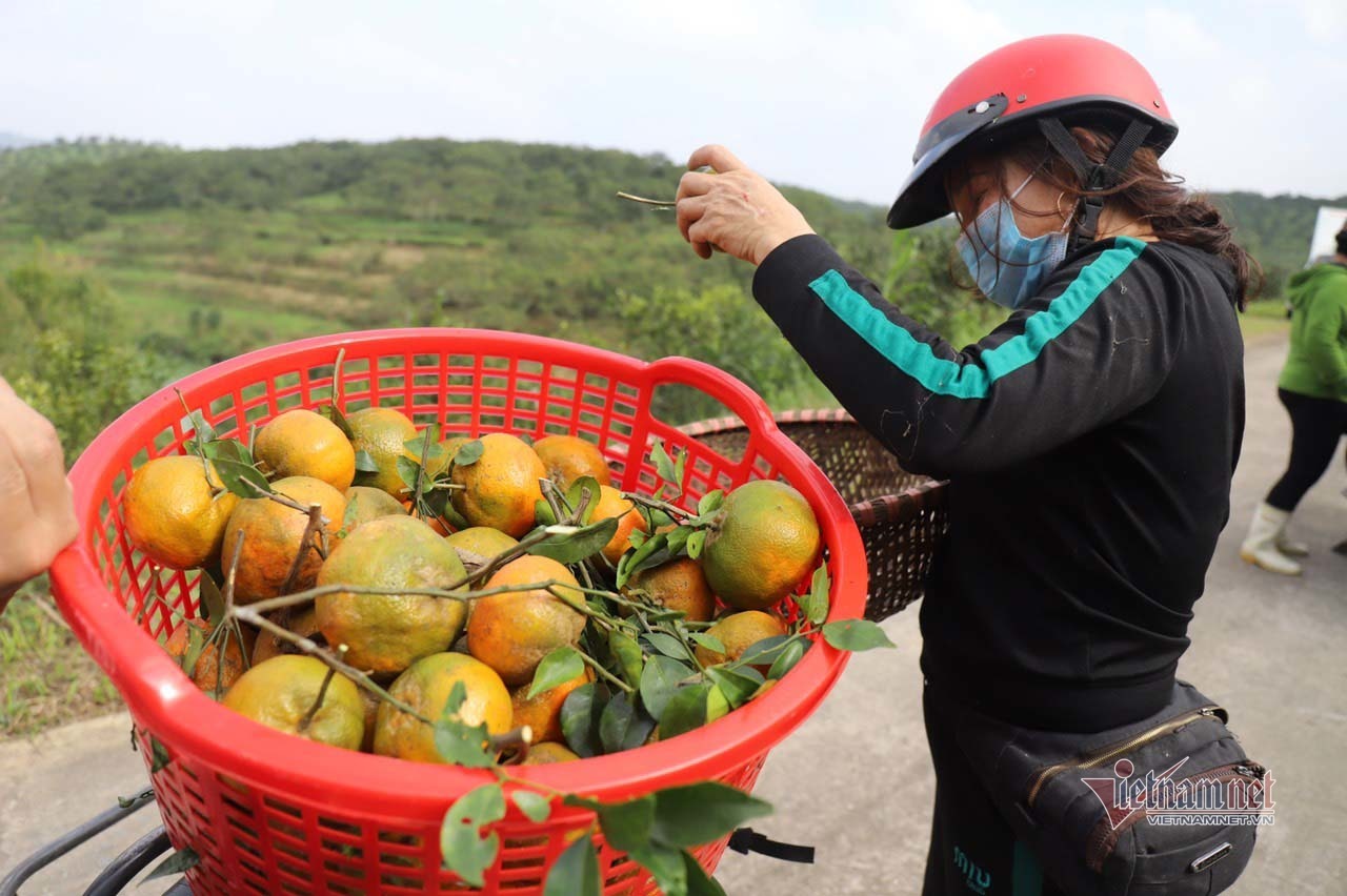 Làng cam rực vàng giữa rừng, thu vội 350 tỷ ăn Tết - Ảnh 13.