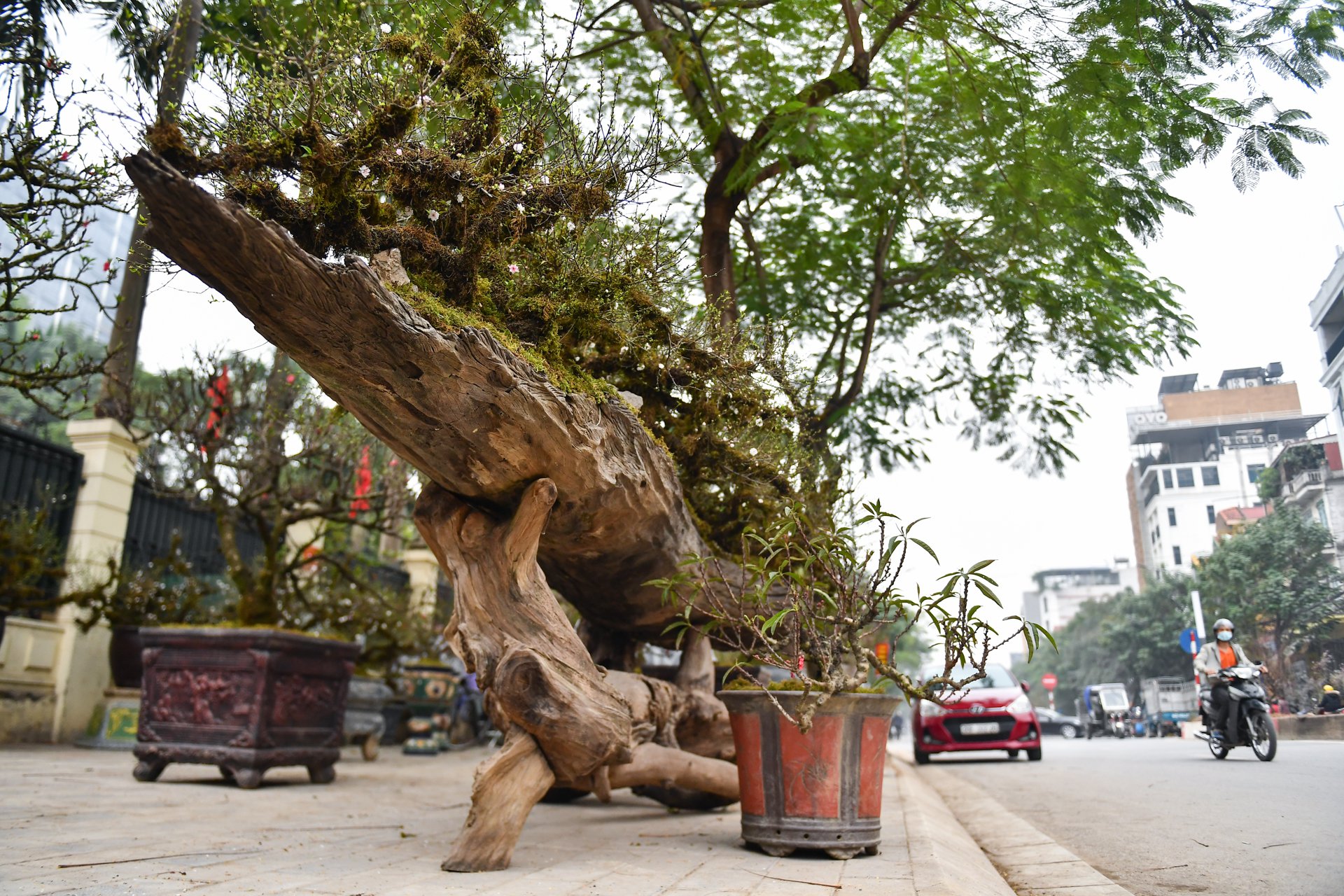 Mai bọc rêu trên thuyền độc mộc giá gần 300 triệu đồng ở Hà Nội - Ảnh 2.