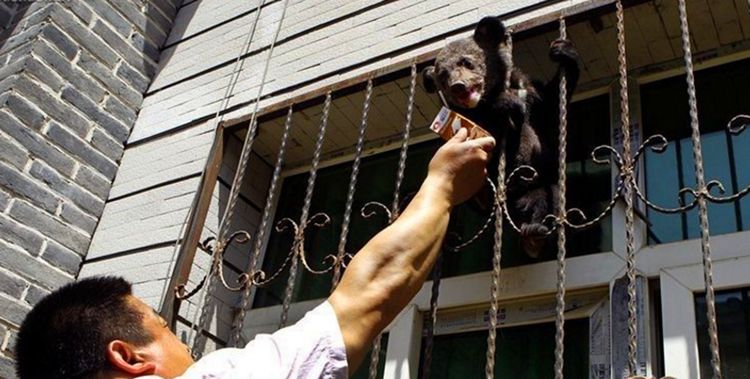 Đem chó con về nhà nuôi được 6 tháng, chủ nhân bủn rủn tay chân trước sự thật về con vật - Ảnh 5.