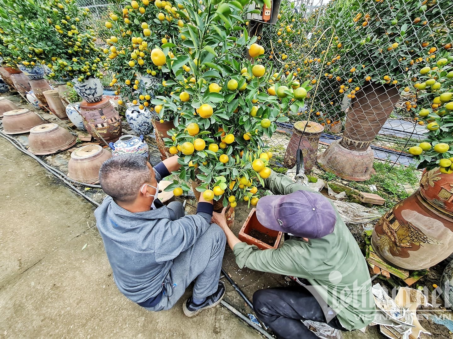 Khách Hà Nội thi nhau đặt quất hình mái nhà tranh, chủ mỏi tay ghi danh sách - Ảnh 11.