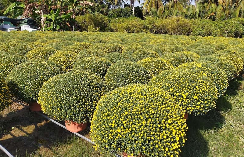 Chậu cúc vạn bông từ Đồng Tháp ra Hà Nội: Giá quá rẻ, ồ ạt mua chơi Tết - Ảnh 3. Chậu cúc vạn bông từ Đồng Tháp ra Hà Nội: Giá quá rẻ, ồ ạt mua chơi Tết - Ảnh 3.