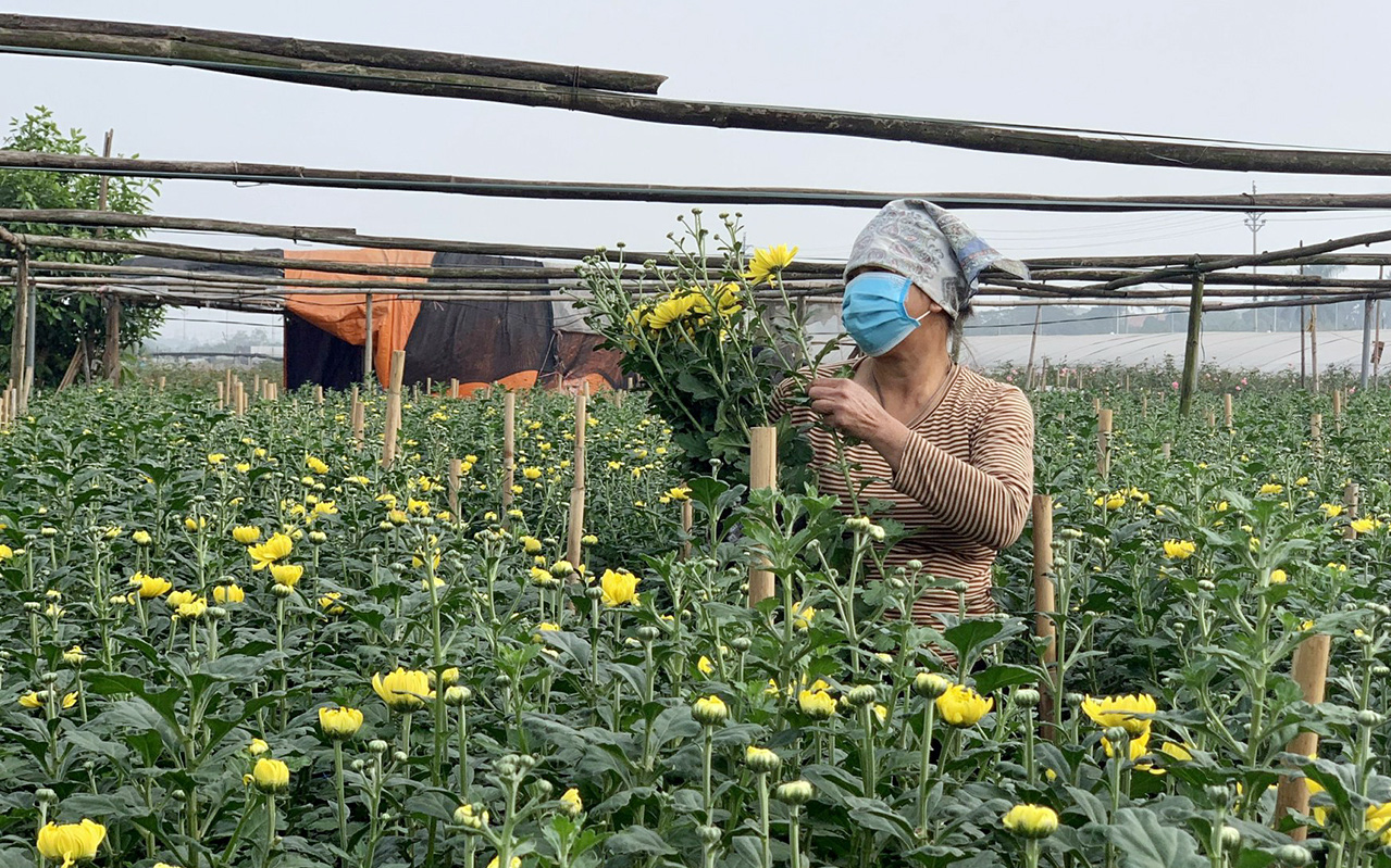 Suy giảm nguồn cung ngày giáp Tết, người nông dân ở làng hoa Tây Tựu phấn khởi vì giá hoa "nhỉnh"