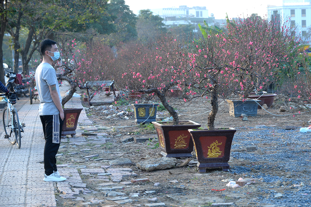 Nhộn nhịp mua bán tại làng đào nổi tiếng của Hà Nội, chỉ đứng sau thương hiệu đào Nhật Tân - Ảnh 11.