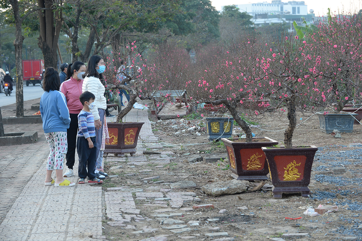 Nhộn nhịp mua bán tại làng đào nổi tiếng của Hà Nội, chỉ đứng sau thương hiệu đào Nhật Tân - Ảnh 3.