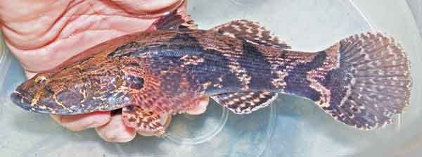 Cá bống nặng 5 kg, đặc sản hiếm có nhà giàu săn lùng - Ảnh 3.