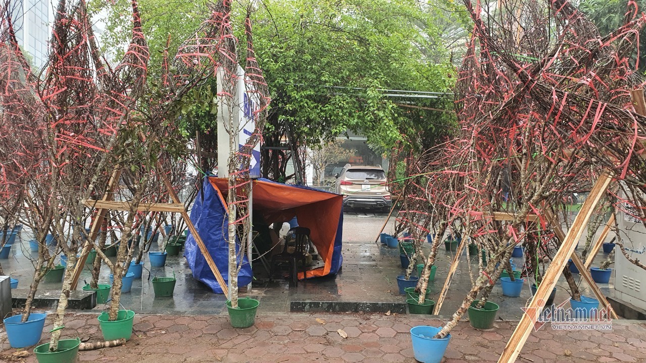 Cảnh hiếm có ở chợ hoa xuân lớn nhất Hà Nội ngày cận Tết - Ảnh 6.
