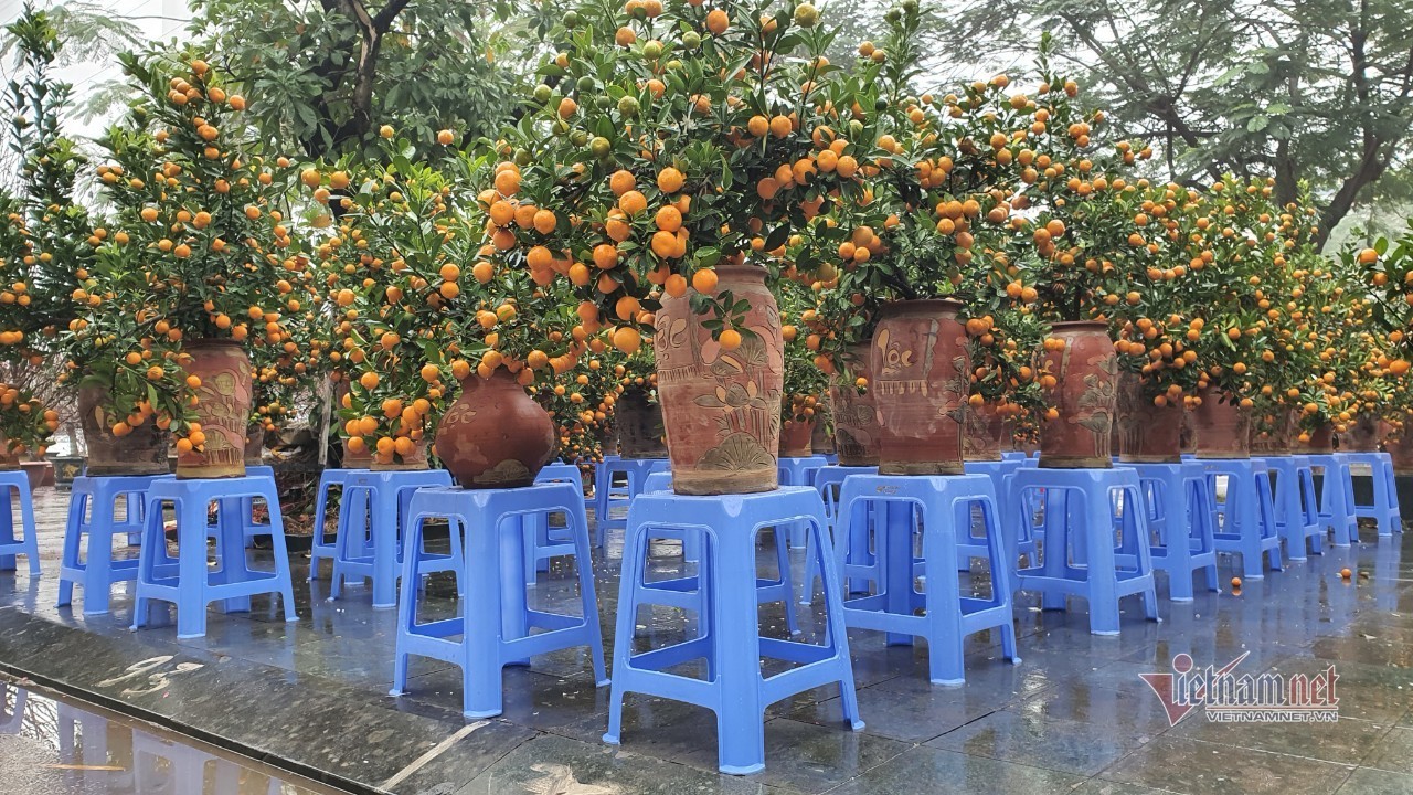 Cảnh hiếm có ở chợ hoa xuân lớn nhất Hà Nội ngày cận Tết - Ảnh 25.