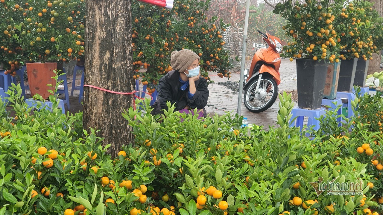 Cảnh hiếm có ở chợ hoa xuân lớn nhất Hà Nội ngày cận Tết - Ảnh 10.