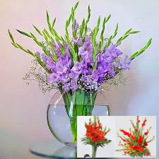 Cách cắm hoa lay ơn sang trọng trong phòng khách, nở đẹp, tươi lâu cả chục ngày Tết - Ảnh 1. Cách cắm hoa lay ơn sang trọng trong phòng khách, nở đẹp, tươi lâu cả chục ngày Tết - Ảnh 1.