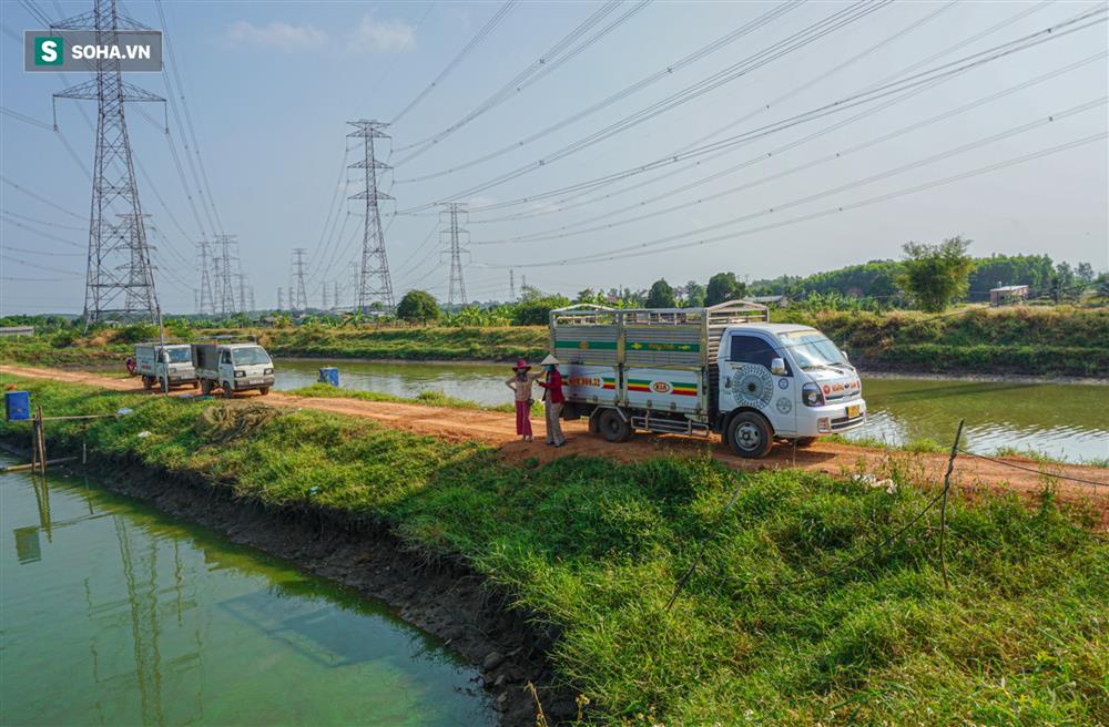 Giá cá chép đỏ 'lên trời', thương lái có tiền cũng không mua được - Ảnh 1.