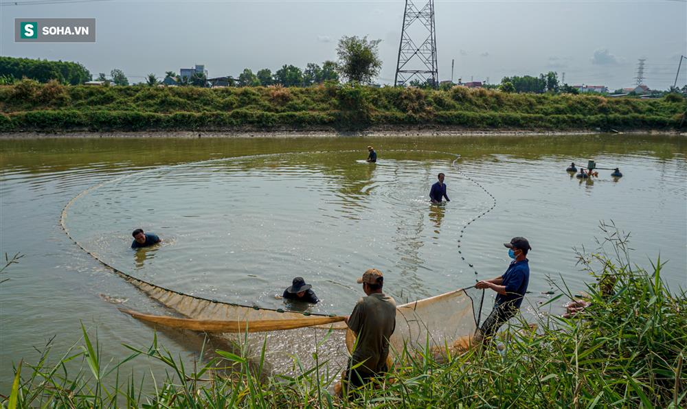 Giá cá chép đỏ 'lên trời', thương lái có tiền cũng không mua được - Ảnh 2.