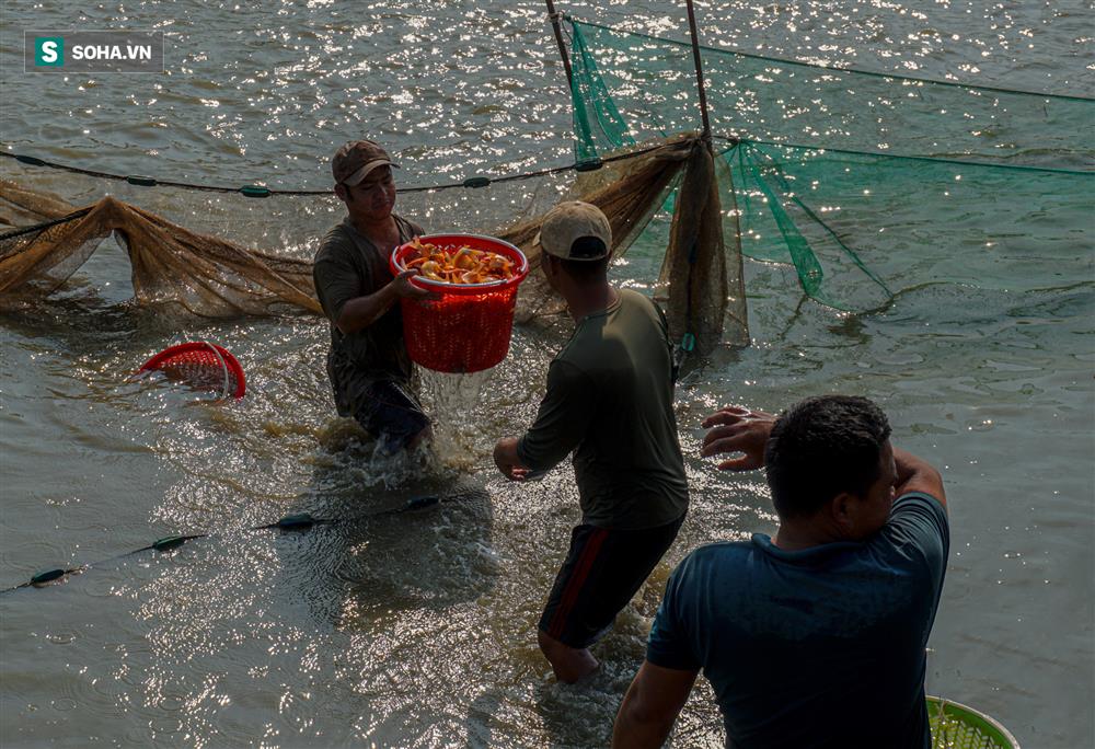 Giá cá chép đỏ 'lên trời', thương lái có tiền cũng không mua được - Ảnh 4.