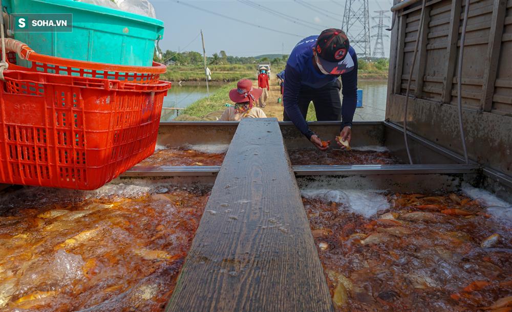 Giá cá chép đỏ 'lên trời', thương lái có tiền cũng không mua được - Ảnh 9.