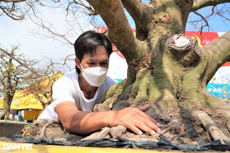 'Cụ mai' trăm tuổi có bộ đế siêu khủng, hai người đàn ông ôm không hết - Ảnh 5.