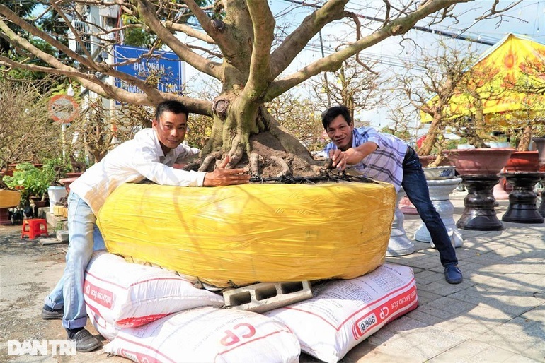 'Cụ mai' trăm tuổi có bộ đế siêu khủng, hai người đàn ông ôm không hết - Ảnh 6.