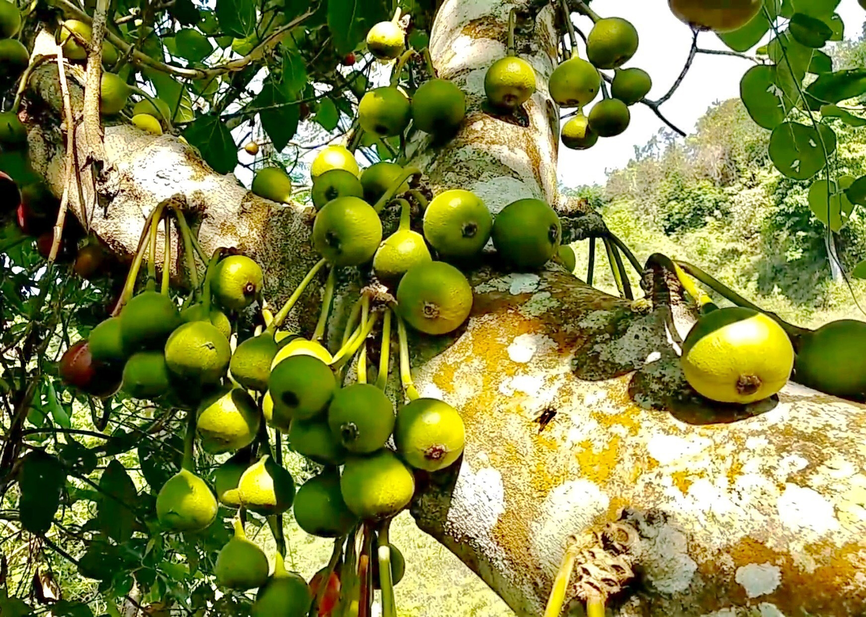 Quả vả rừng xưa chỉ dân nghèo ăn nay thành đặc sản nhà giàu cũng muốn ăn - Ảnh 1.