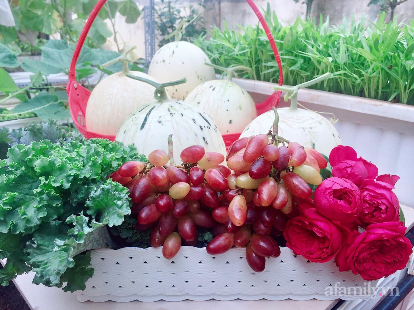 Ngắm khu vườn ở Sài Gòn chỉ 50m² mà quanh năm sai trĩu khiến CĐM "mắt tròn mắt dẹt" thán phục - Ảnh 14. Ngắm khu vườn ở Sài Gòn chỉ 50m² mà quanh năm sai trĩu khiến CĐM "mắt tròn mắt dẹt" thán phục - Ảnh 14.