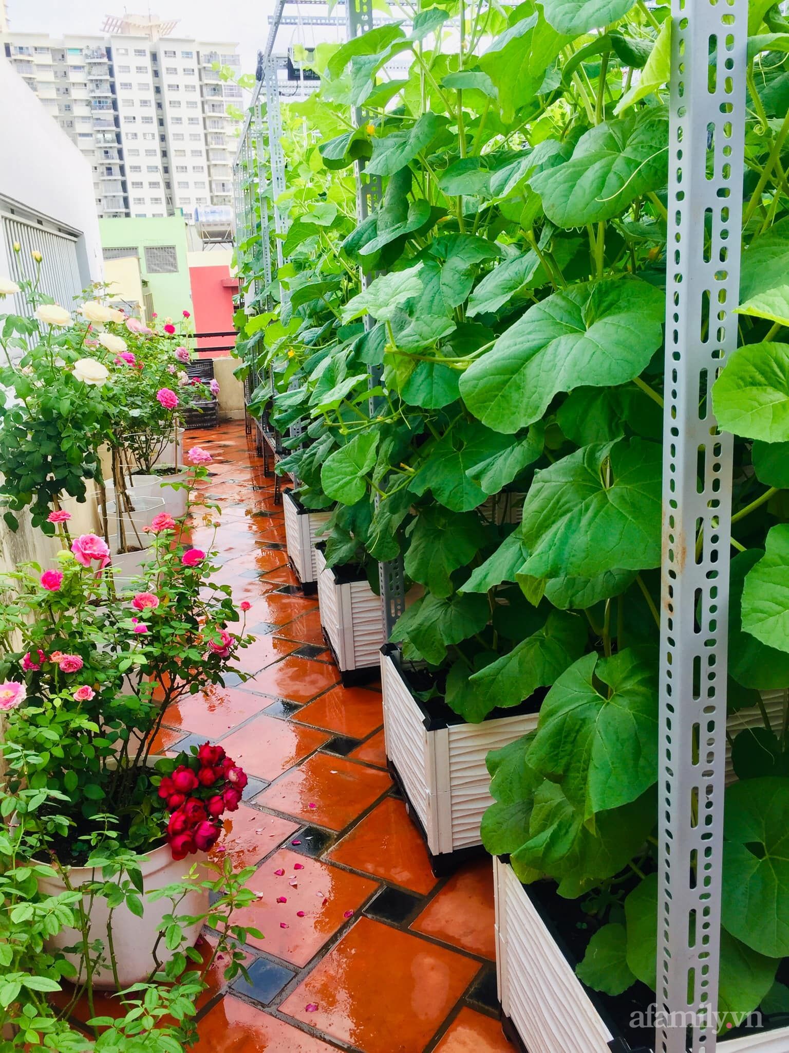 Ngắm khu vườn ở Sài Gòn chỉ 50m² mà quanh năm sai trĩu khiến CĐM "mắt tròn mắt dẹt" thán phục - Ảnh 2. Ngắm khu vườn ở Sài Gòn chỉ 50m² mà quanh năm sai trĩu khiến CĐM "mắt tròn mắt dẹt" thán phục - Ảnh 2.