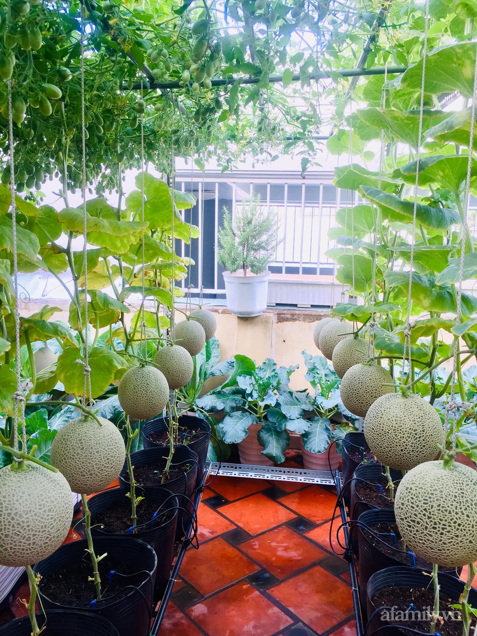 Ngắm khu vườn ở Sài Gòn chỉ 50m² mà quanh năm sai trĩu khiến CĐM "mắt tròn mắt dẹt" thán phục - Ảnh 5. Ngắm khu vườn ở Sài Gòn chỉ 50m² mà quanh năm sai trĩu khiến CĐM "mắt tròn mắt dẹt" thán phục - Ảnh 5.