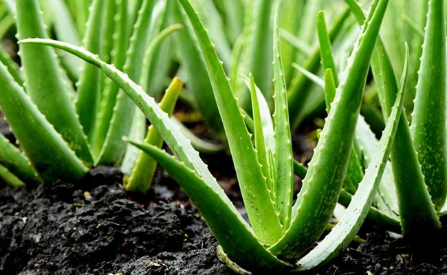 7 loại cây đừng dại trồng trong nhà kẻo nguy hiểm, vô tình ăn phải là rước họa vào thân - Ảnh 3.