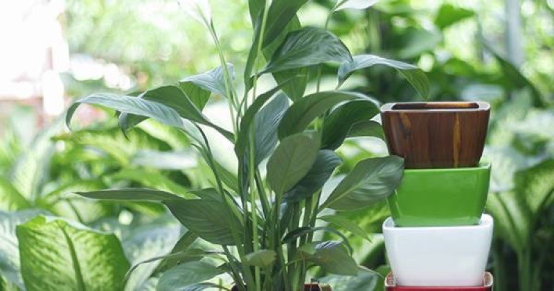 7 loại cây đừng dại trồng trong nhà kẻo nguy hiểm, vô tình ăn phải là rước họa vào thân - Ảnh 5.