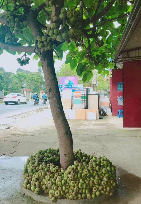 Cây thần cả xóm ăn không hết, tưởng là cây sung nhưng khi biết sự thật ai cũng ngã ngửa - Ảnh 1.