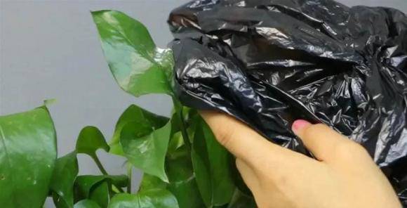 Lấy túi ni lông đắp lên cây hoa, kết quả nhận được sẽ khiến bạn vỡ oà ngạc nhiên - Ảnh 1. Lấy túi ni lông đắp lên cây hoa, kết quả nhận được sẽ khiến bạn vỡ oà ngạc nhiên - Ảnh 1.