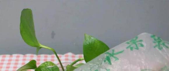 Lấy túi ni lông đắp lên cây hoa, kết quả nhận được sẽ khiến bạn vỡ oà ngạc nhiên - Ảnh 4. Lấy túi ni lông đắp lên cây hoa, kết quả nhận được sẽ khiến bạn vỡ oà ngạc nhiên - Ảnh 4.