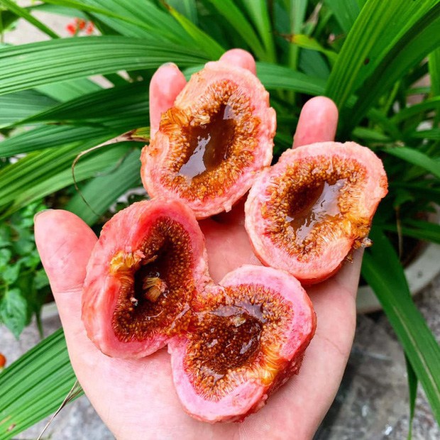 Cây thần cả xóm ăn không hết, tưởng là cây sung nhưng khi biết sự thật ai cũng ngã ngửa - Ảnh 3.