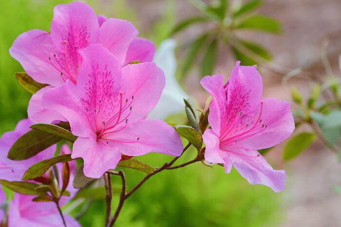 7 loại cây đừng dại trồng trong nhà kẻo nguy hiểm, vô tình ăn phải là rước họa vào thân - Ảnh 2.