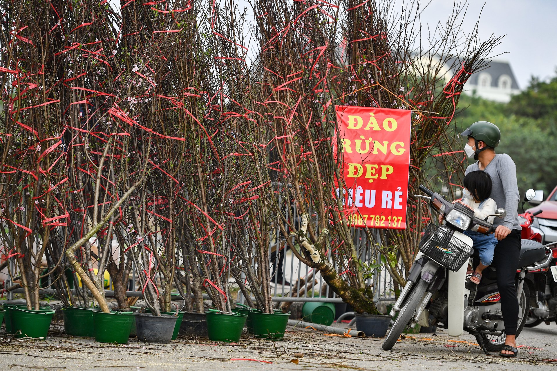 Đào, mai, quất treo bảng bán tháo đồng giá ngày cận Tết - Ảnh 5.