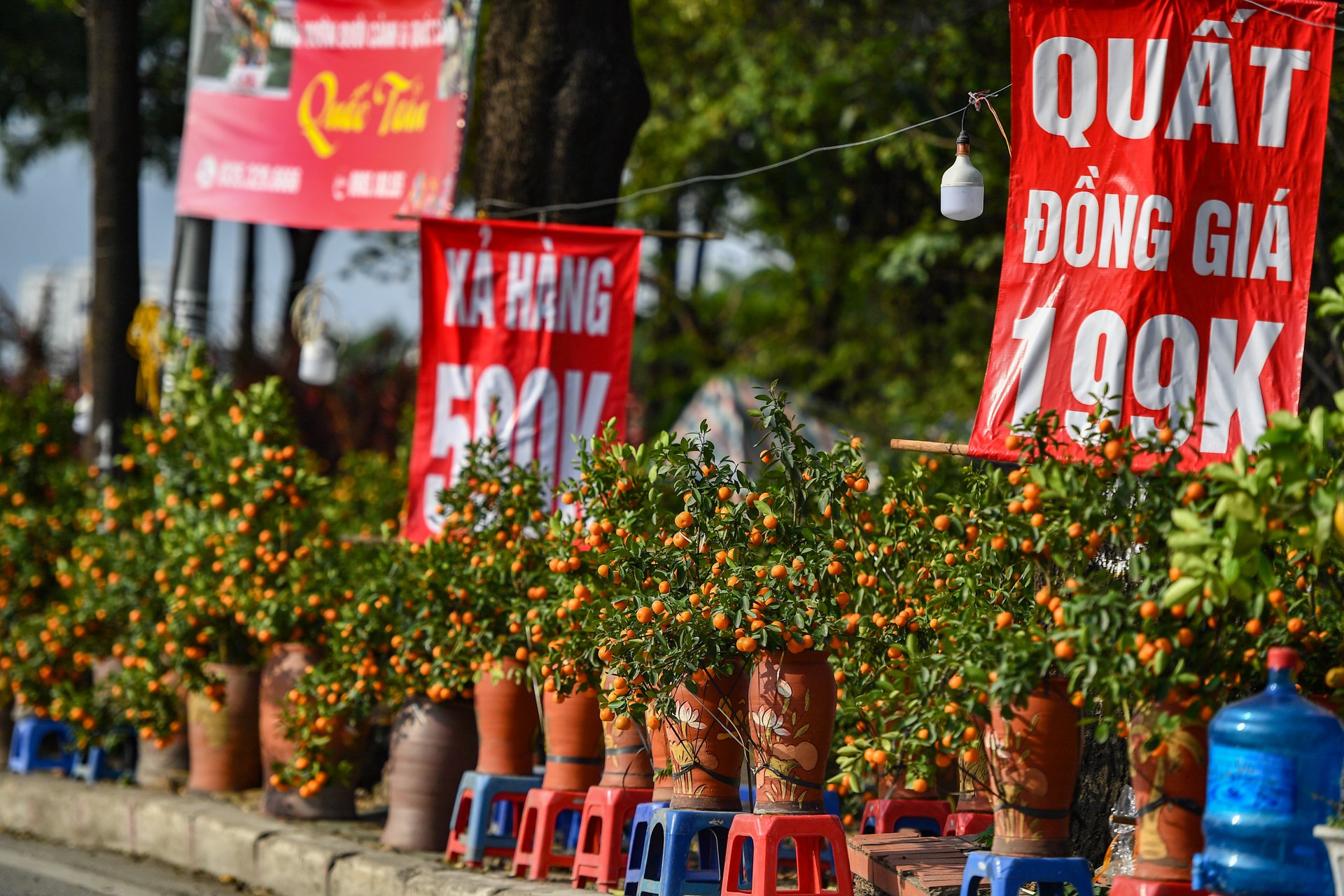 Đào, mai, quất treo bảng bán tháo đồng giá ngày cận Tết - Ảnh 9.