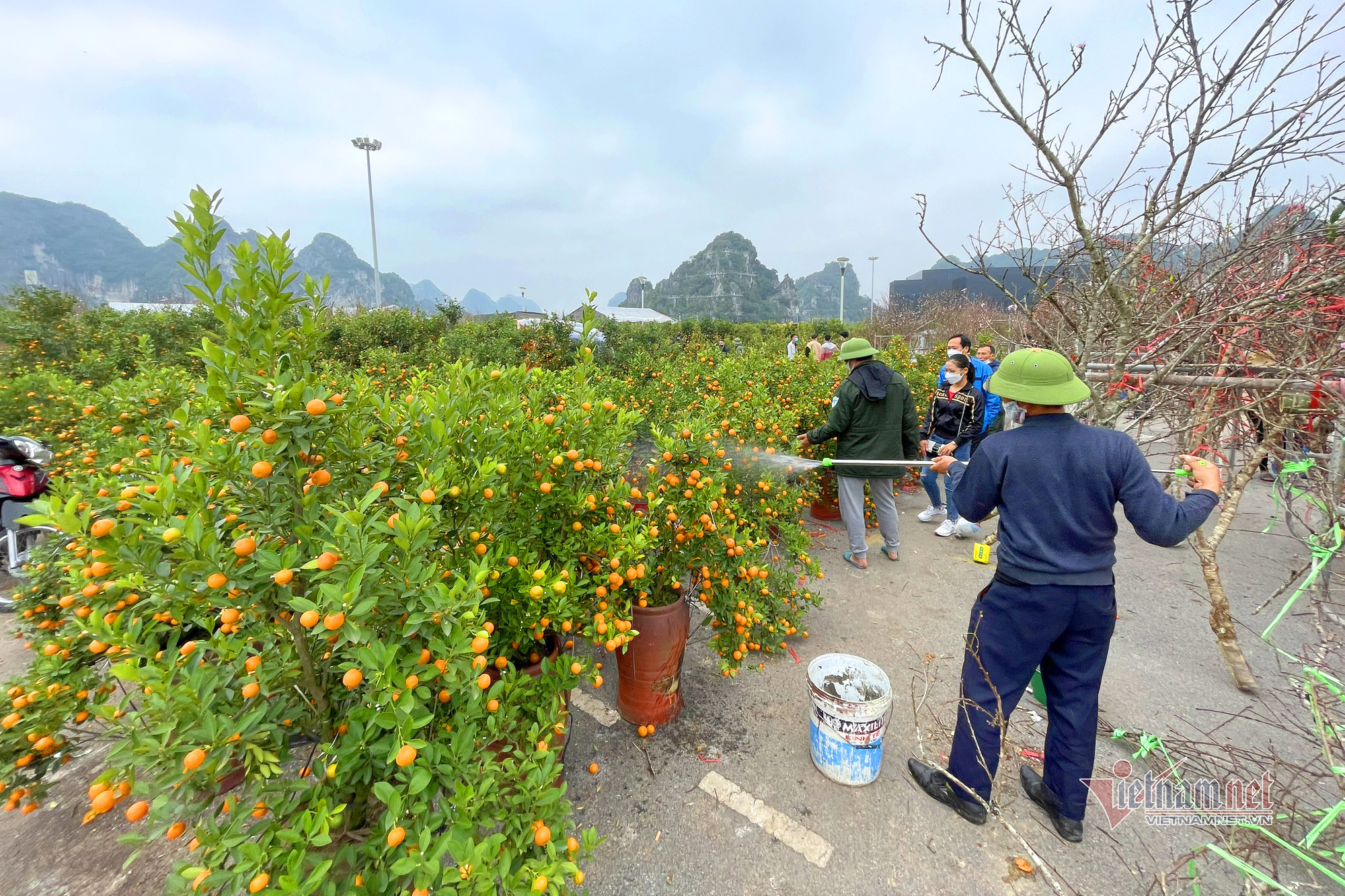 Cây đào cổ 50 tuổi bán đấu giá gần 2 cây vàng ở chợ hoa Tết Hạ Long - Ảnh 8.
