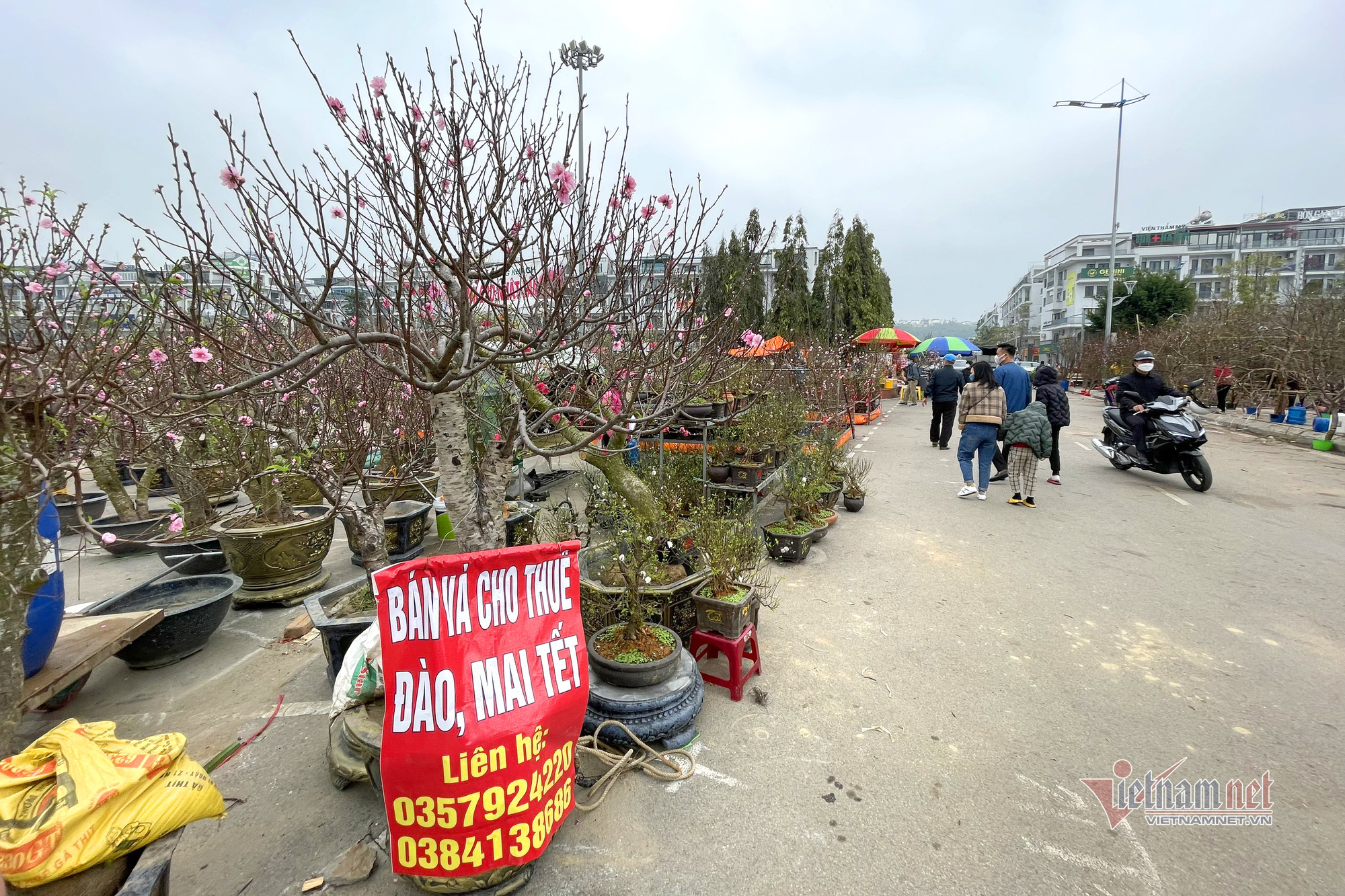 Cây đào cổ 50 tuổi bán đấu giá gần 2 cây vàng ở chợ hoa Tết Hạ Long - Ảnh 10.
