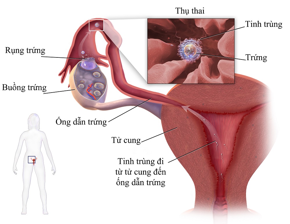 13 dấu hiệu mang thai sớm và những lời khuyên - Ảnh 2.