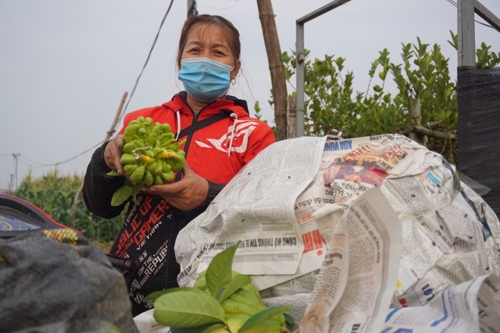 Đại gia mạnh tay mua cả vườn loài quả ‘nghìn tay’ giá đắt để trưng Tết - Ảnh 5.