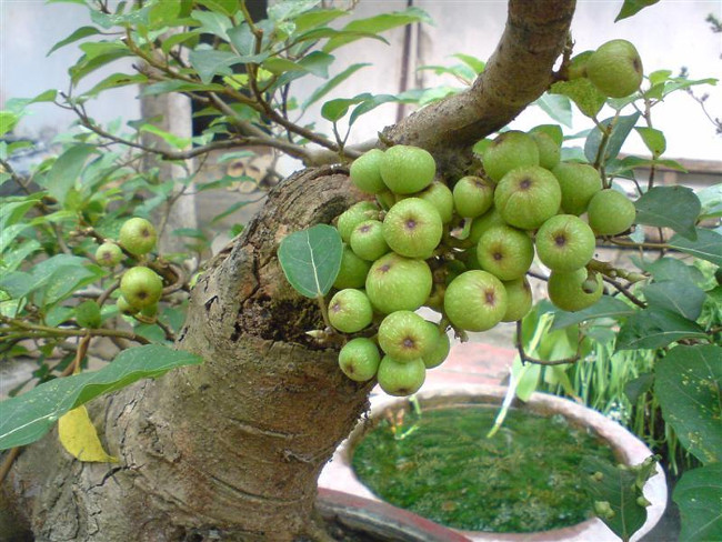 Năm mới trồng những cây này để cả năm sung túc - Ảnh 4. Năm mới trồng những cây này để cả năm sung túc - Ảnh 4.