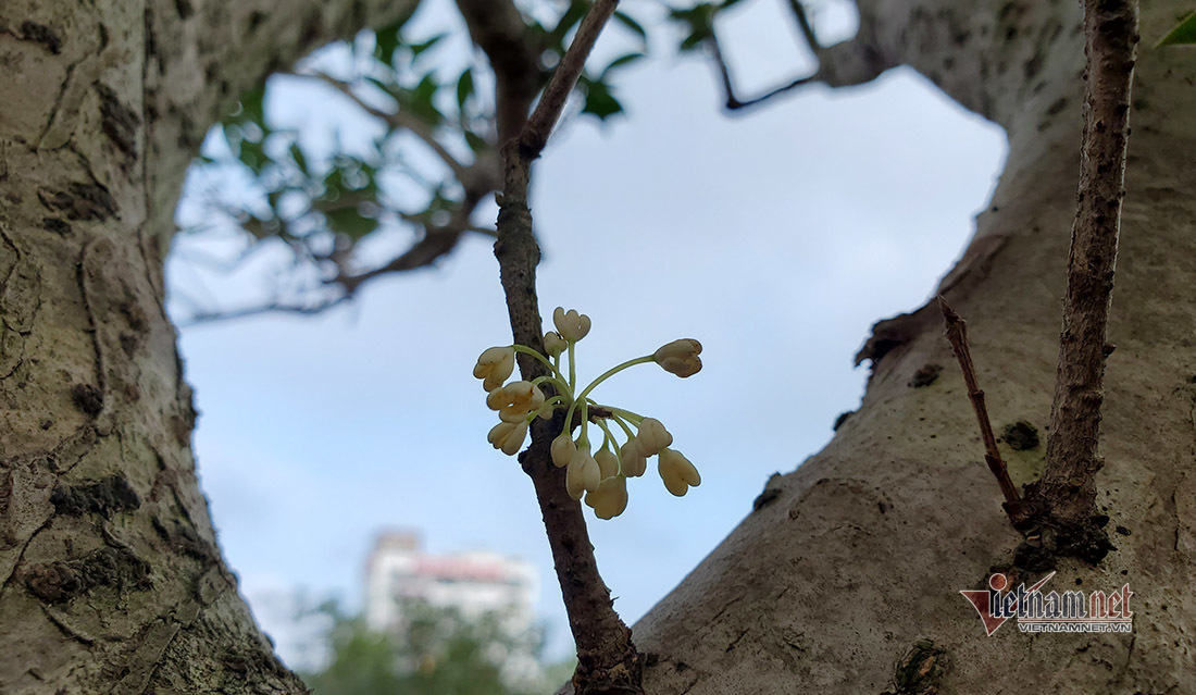 Chiêm ngưỡng cây mộc hương ‘độc nhất’, khách trả gần 2 tỷ chủ chưa gật đầu - Ảnh 2.