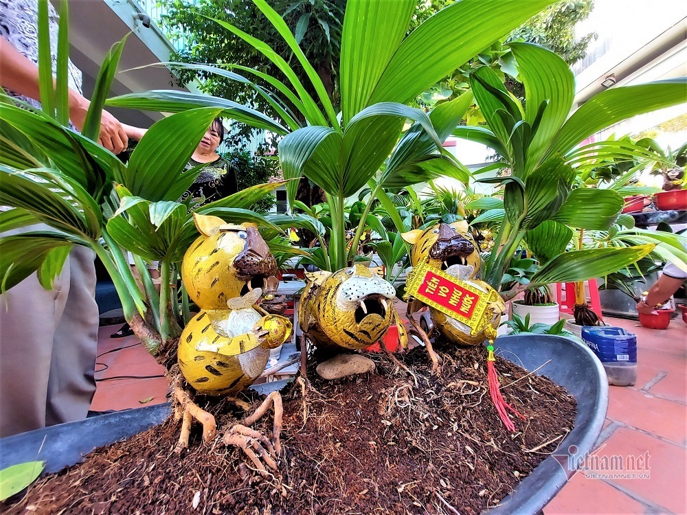 Hổ vằn ôm gốc dừa, bonsai độc giá 3 triệu đồng chơi Tết - Ảnh 2. Hổ vằn ôm gốc dừa, bonsai độc giá 3 triệu đồng chơi Tết - Ảnh 2.