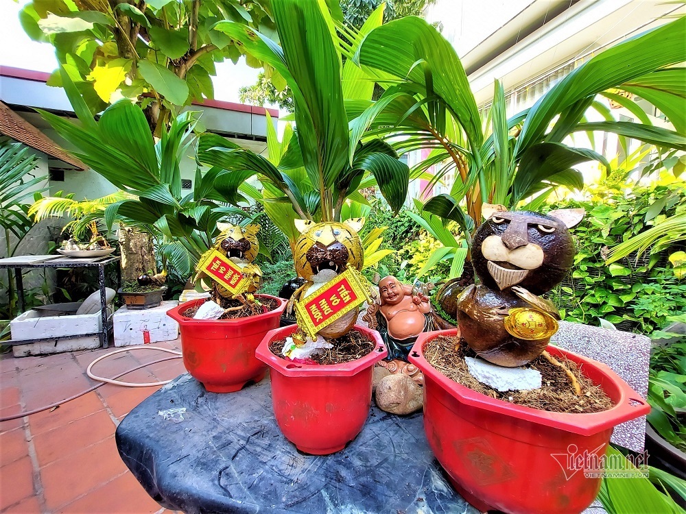 Hổ vằn ôm gốc dừa, bonsai độc giá 3 triệu đồng chơi Tết - Ảnh 1. Hổ vằn ôm gốc dừa, bonsai độc giá 3 triệu đồng chơi Tết - Ảnh 1.