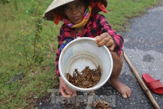 Kiếm bội tiền nhờ đi săn dế mùa lũ - Ảnh 3.