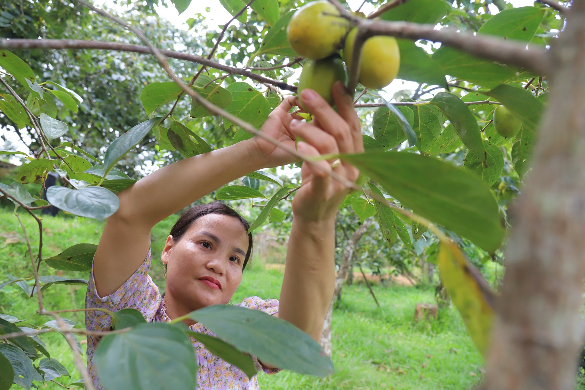 Trồng cây lấy bóng mát, giờ bỗng thu lãi trăm triệu - Ảnh 4.