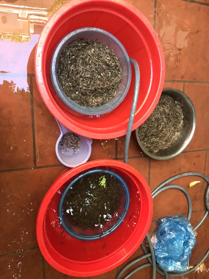 Nắng hanh về và bí quyết làm món mắm tép hương vị ngọt ngào chỉ Hà Nội mới có - Ảnh 3. Nắng hanh về và bí quyết làm món mắm tép hương vị ngọt ngào chỉ Hà Nội mới có - Ảnh 3.