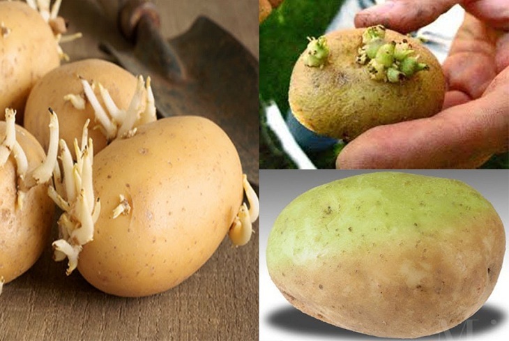 Hạ độc chính mình nếu ăn trúng 2 loại rau củ vị đắng này khi mưa bão, giao mùa - Ảnh 3. Hạ độc chính mình nếu ăn trúng 2 loại rau củ vị đắng này khi mưa bão, giao mùa - Ảnh 3.