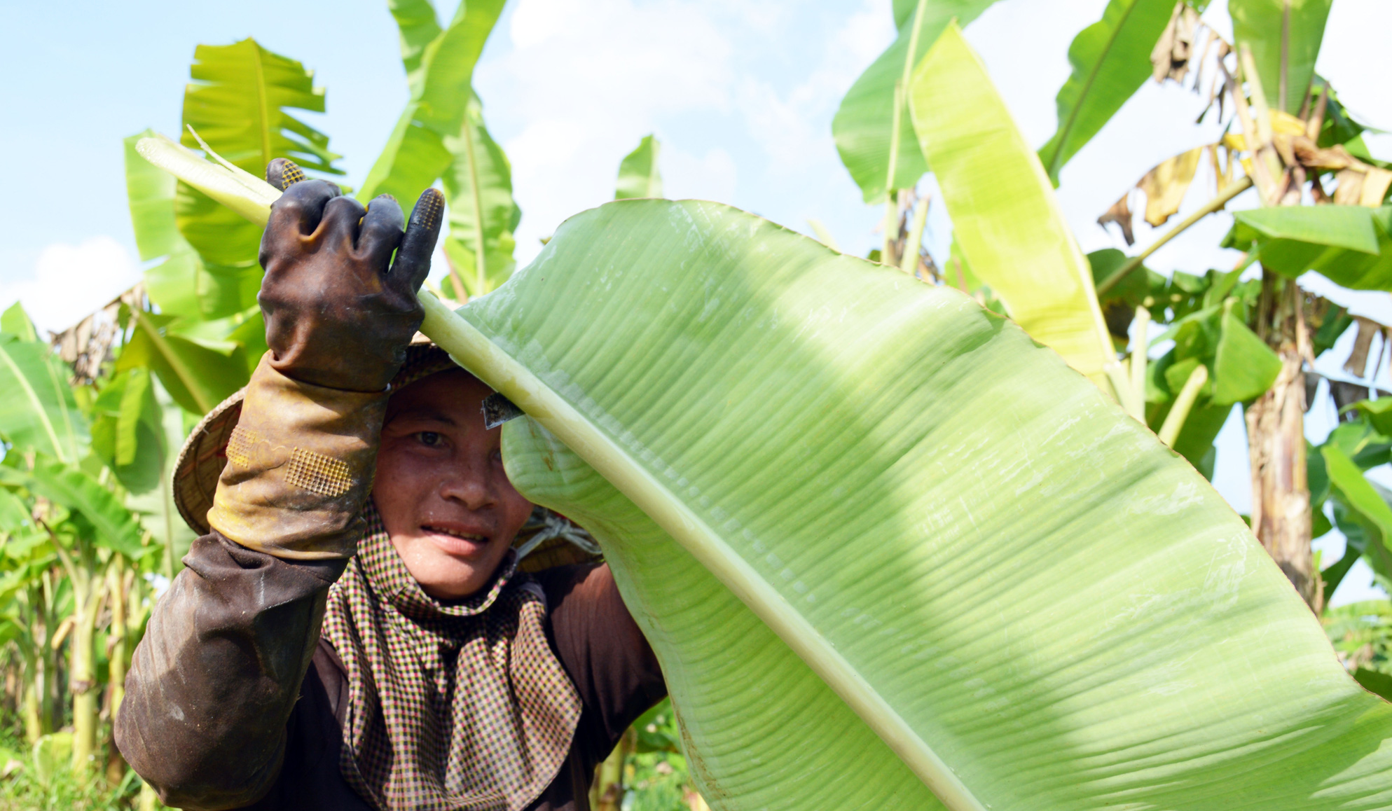 Bất ngờ 3 loại l&aacute; xưa vứt đi nay gi&uacute;p người d&acirc;n 'hốt bạc' - Ảnh 7.