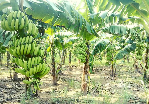 Bất ngờ 3 loại l&aacute; xưa vứt đi nay gi&uacute;p người d&acirc;n 'hốt bạc' - Ảnh 5.