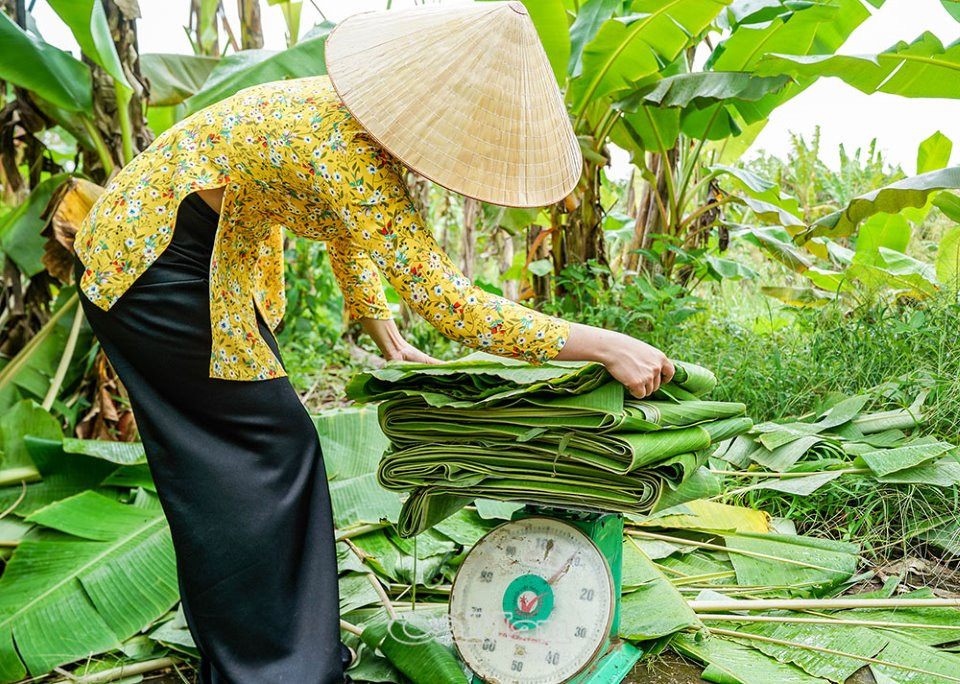 Bất ngờ 3 loại l&aacute; xưa vứt đi nay gi&uacute;p người d&acirc;n 'hốt bạc' - Ảnh 8.